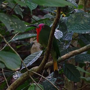 Red-bearded bee-eater (Nyctyornis amictus)