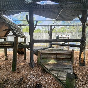 Everglades Alligator Farm (2024) - Florida Bobcat exhibit (climbing areas)