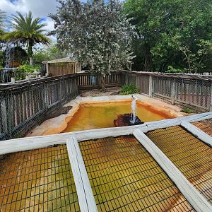 Everglades Alligator Farm (2024) - New Spectacled Caiman enclosure