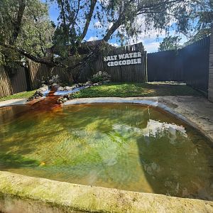 Everglades Alligator Farm (2024) - New Saltwater Crocodile enclosure