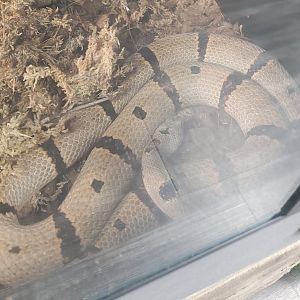 Snake ID - Tackapausha Museum