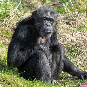 Chimp (f) Koko, ZSL Whipsnade, UK