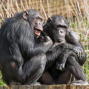 Chimps (Phil and Bonnie), ZSL Whipsnade