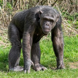 Chimp (m), Grant, ZSL Whipsnade, UK