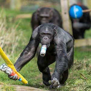 Chimp (f) Bonnie, ZSL Whipsnade, UK