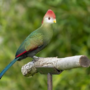 Red crested Turaco, ZSL Whipsnade, UK