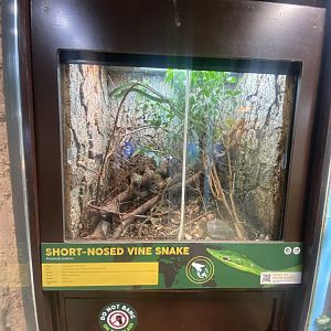 Oriental whip snake (Short-nosed vine snake) exhibit 040324