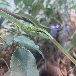 Oriental whip snake (Short-nosed vine snake) 040324