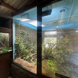 Exhibit for Giant waxy monkey frogs/Common anaconda 040324