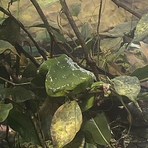 Giant waxy monkey frog 040324