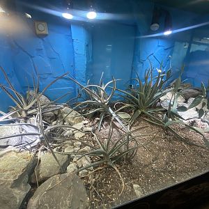 Regal horned lizard exhibit 040324