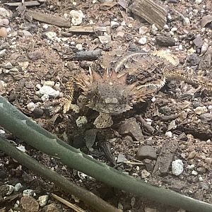 Regal horned lizard 040324