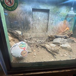 Eastern collared lizard exhibit 040324