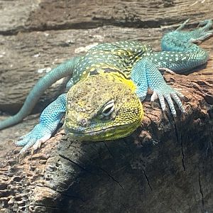 Eastern collared lizard 040324