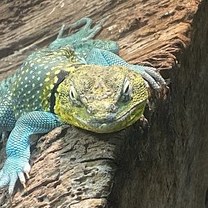 Eastern collared lizard 040324