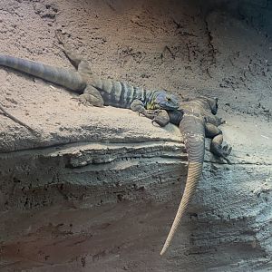 Baja California rock lizard and Chuckwalla 040324