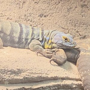 Baja California rock lizard 040324