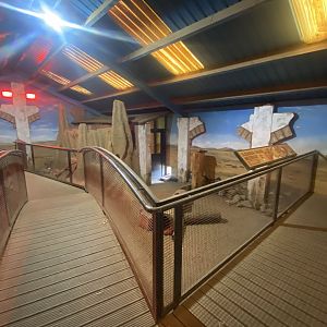 Cape porcupine/Meerkat indoors 040324