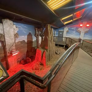 Cape porcupine/Meerkat indoors 040324