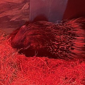 Cape porcupine 040324