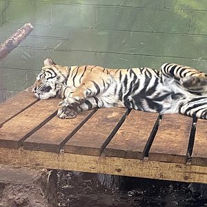 Sumatran tiger 040324