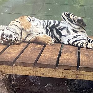 Sumatran tiger 040324