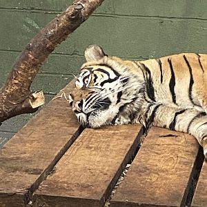 Sumatran tiger 040324
