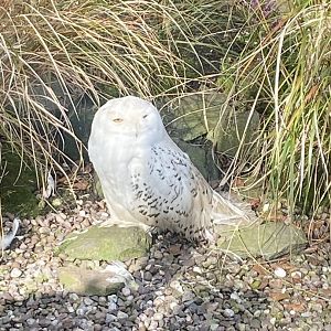 Snowy owl 040324