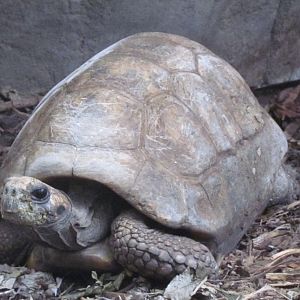 Tortoise ID?