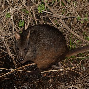 Tasmanian Pademelon