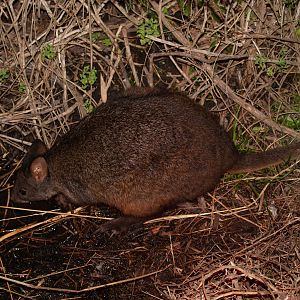 Tasmanian Pademelon