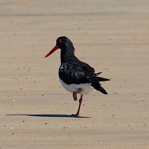 Australian Pied Oystercatcher