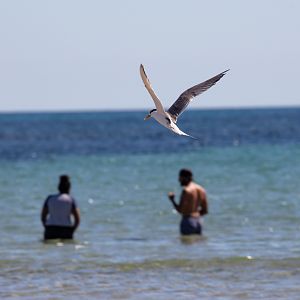 Crested Tern