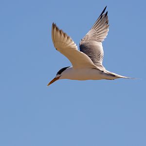 Crested Tern
