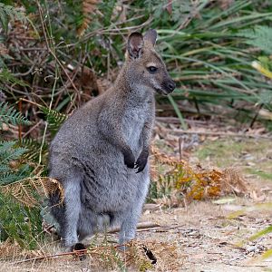 Bennett's Wallaby
