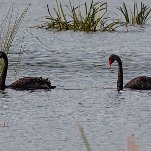 Black Swans