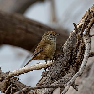 Brown Thornbill