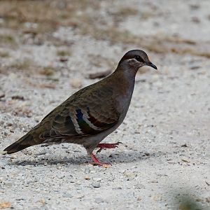 Brush Bronzewing