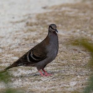 Brush Bronzewing