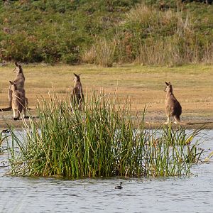 Eastern Grey Kangaroos ("Forester")