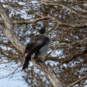 Grey Butcherbird