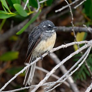 Grey Fantail