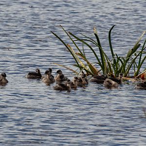 Hoary-headed Grebes