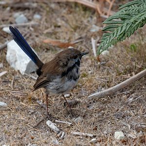 Superb Fairy Wren