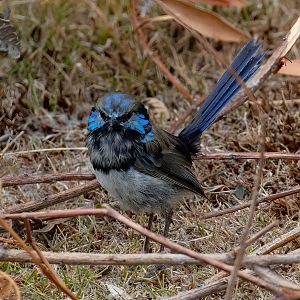 Superb Fairy Wren