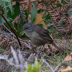 Tasmanian Scrubwren
