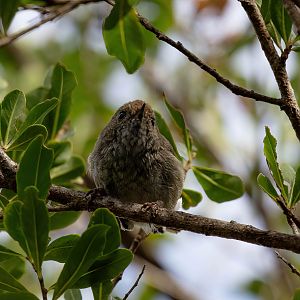 Tasmanian Thornbill