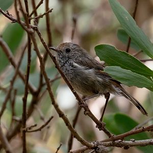 Tasmanian Thornbill