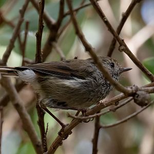 Tasmanian Thornbill