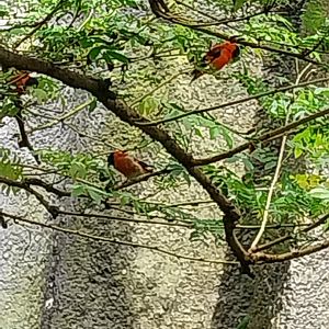 Birdhouse - Jewels of the air - Red Siskin (Spinus cucullatus)
